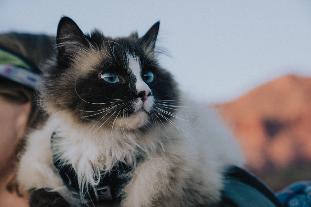 3 Vet Approved Cat Hydration Tips